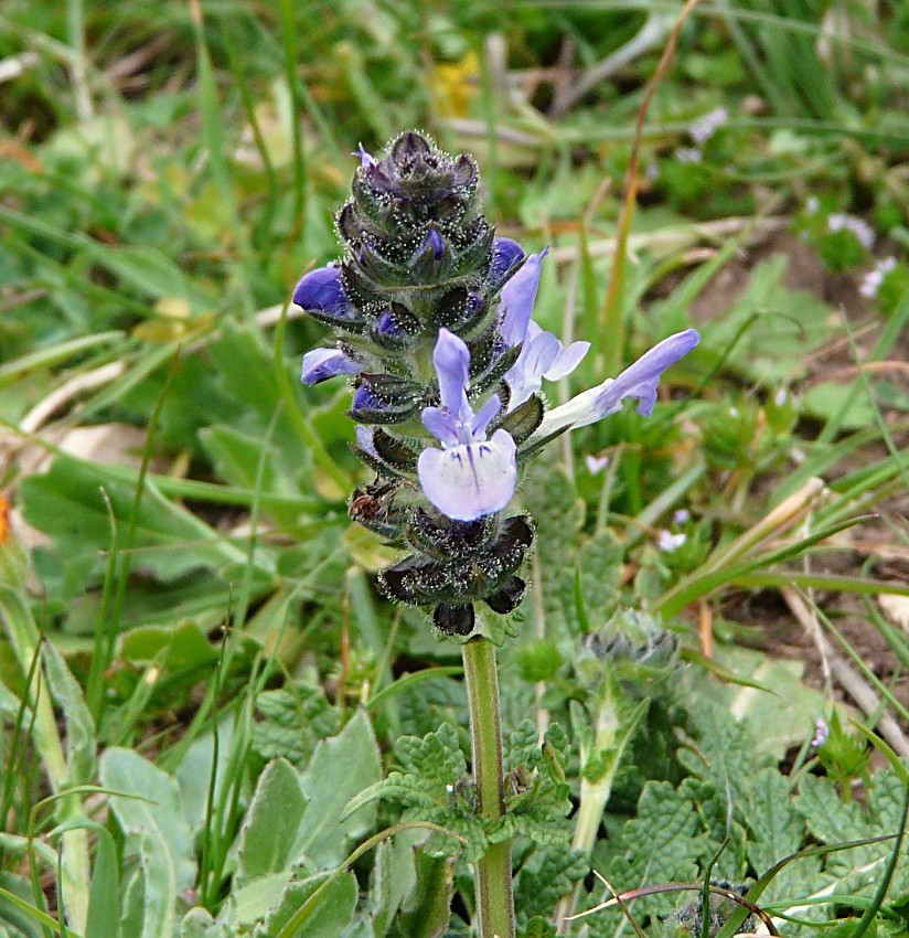 Salvia verbenaca / Salvia minore
